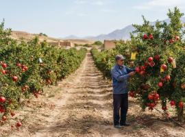 زنبور تریکوگراما و فناوری هسته‌ای، راهکارهای علمی مهار کرم گلوگاه انار